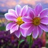 Picture of 201700335b Iresha Damayanthi